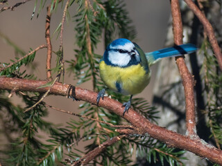 Blue tit sits on a pine branch