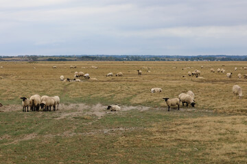 Obraz premium Flock of sheep of the Suffolk breed with the black head grazing with wool fleece