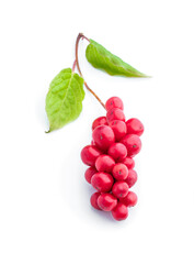 Schisandra chinensis medicinal herb fruit with leaf isolated on white