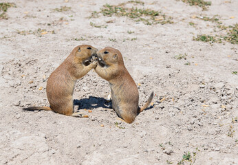 Prairie Dog Kissing