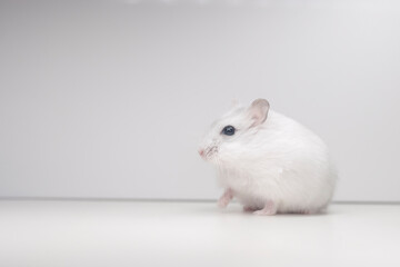 white hamster sitting on a white background