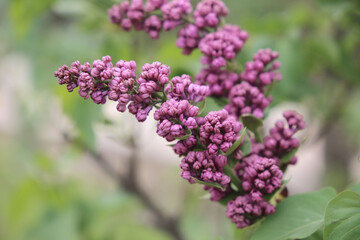 pink lilac buds close up background
