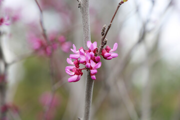 Cercis siliquastrum, European crimson, or Judas tree abundant flowering close up