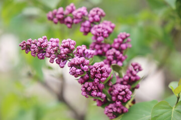 Obraz premium pink lilac buds close up background