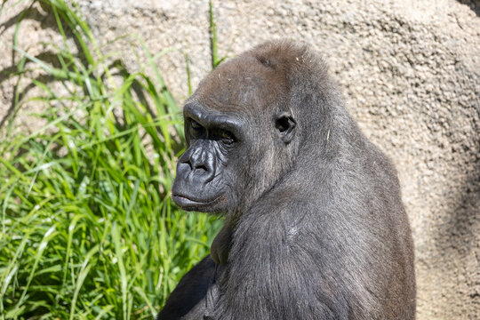 Close up view of a female gorilla