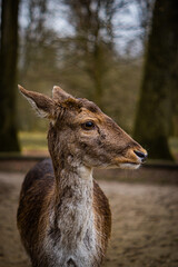 Portrait of a deer in the woods