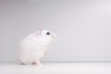 white hamster with a raised paw on a white background