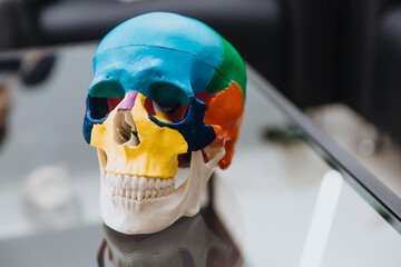 A human skull mannequin stands on a table.