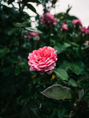 pink rose in the garden