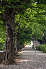 Viale alberato del Sacromonte di Orta San Giulio in Piemonte