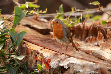 Robin Redbreast posing ia on a cut tree trunk. European Robin,