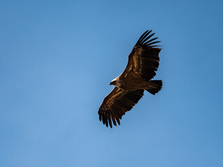 Buitre leonado planeando entre las nubes