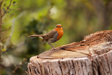 Robin Redbreast posing ia on a cut tree trunk. European Robin,
