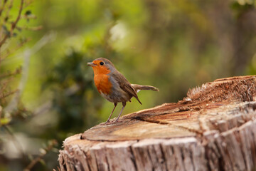 Robin Redbreast posing ia on a cut tree trunk. European Robin,