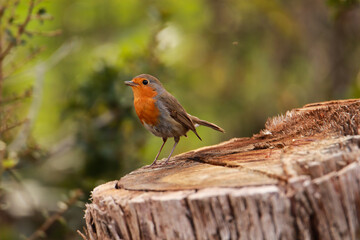 Robin Redbreast posing ia on a cut tree trunk. European Robin,