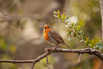 Robin Redbreast singing in a tree branch. European Robin