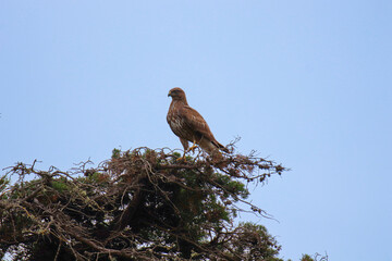 Eagle on the top of a tree. A Common or Eurasian Buzzard (Buteo buteo) on the top of a tree.