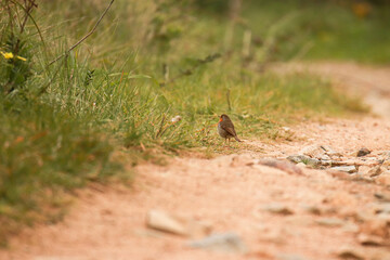 Bird posing near the vegetation in a path. Robin Redbreast posing.