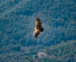 Buitre leonado sobrevolando un bosque