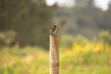 Bird on a wooden pole. Stonechat posing on wooden pole. 