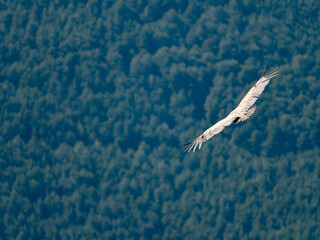 Buitre leonado sobrevolando un bosque