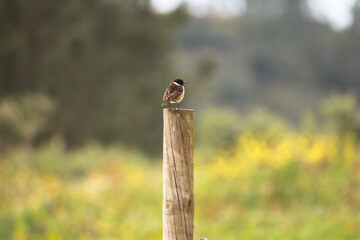 Bird on a wooden pole. Stonechat posing on wooden pole. European Robin