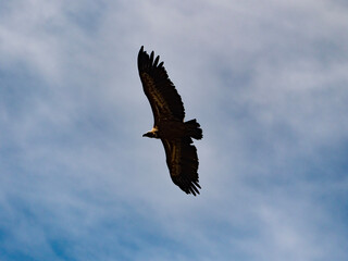 Fototapeta na wymiar Buitre leonado volando