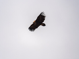 Buitre negro volando en un cielo gris