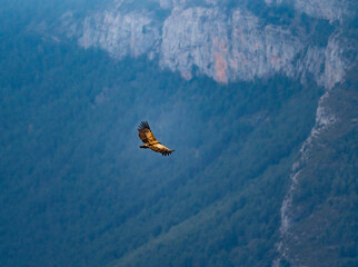 Buitre leonado volando sobre el valle