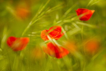Blurred summer landscape of some poppies in a wheat field.