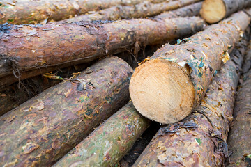 sawn pine logs outdoors