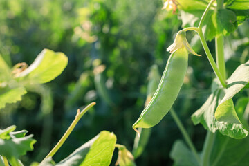 green peas, a fodder crop of the legume family