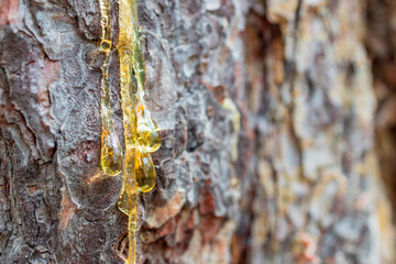 resin flows down the bark of a pine tree - obrazy, fototapety, plakaty