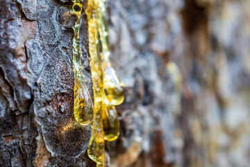 resin flowing down the pine tree trunk, resin on the bark. transparent amber resin