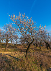 Spring, almonds, flower, trees, orchard, sun,