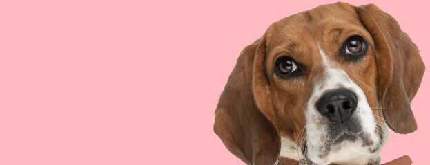 beautiful little beagle puppy with big eyes looking up on pink background