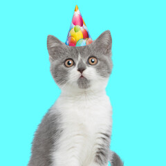 adorable little kitty wearing birthday party hat on blue background