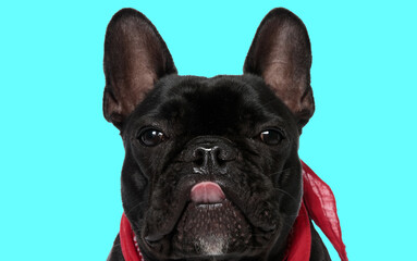beautiful picture of lovely french bulldog puppy sticking out tongue - obrazy, fototapety, plakaty