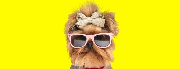 cool little yorkshire terrier with bow and sunglasses on yellow background