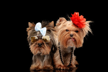 sweet couple of two yorkshire terrier dog with bow and sunglasses panting