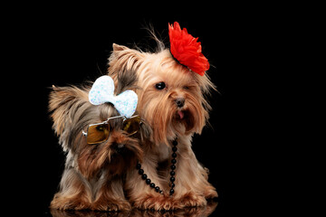 cute couple of yorkshire terrier dog looking to side and standing