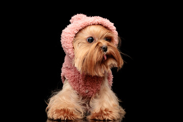 beautiful yorkie dog wearing pink hoodie looking to side and panting