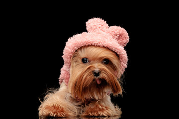 lovely small yorkshire terrier puppy wearing pink hoodie and sticking out tongue