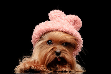 lovely little yorkshire terrier with pink hoodie looking up and panting