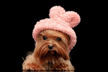 Fototapeta cute yorkshire terrier dog wearing pink hoodie and sticking out tongue obraz