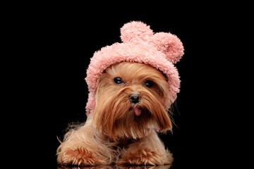 sweet little yorkshire terrier dog with pink hoodie sticking out tongue