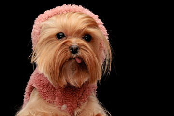 beautiful yorkshire terrier dog with pink hoodie posing with tongue outside