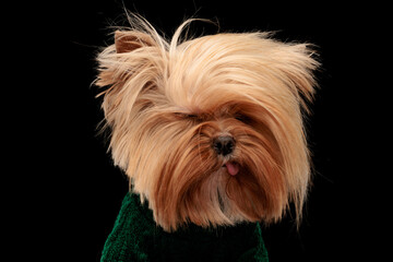 cute little yorkie puppy in green sweather sticking out tongue and closing eyes