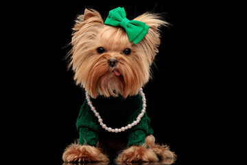 beautiful yorkie dog with green bow and sweather sticking out tongue