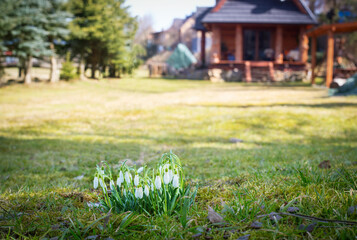 First snowdrops macro - 582817865